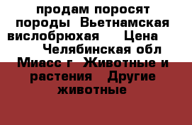 продам поросят породы “Вьетнамская вислобрюхая“  › Цена ­ 3 000 - Челябинская обл., Миасс г. Животные и растения » Другие животные   